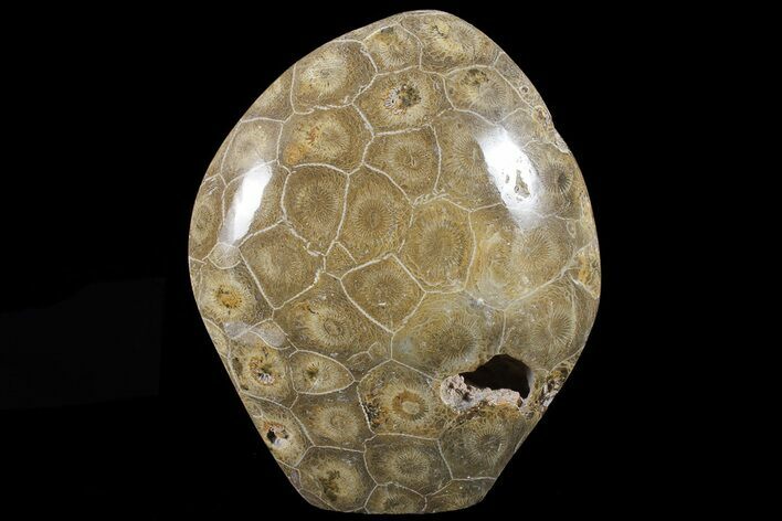 Free-Standing Polished Fossil Coral (Actinocyathus) Display #69356